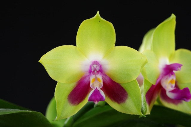 Phalaenopsis KS Happy Eagle 'Super'