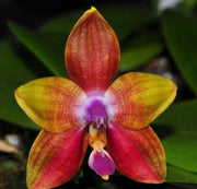 Phalaenopsis LD's Bear King 'red' x Phal. K S Happy Eagle