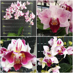 Carica l'immagine nel visualizzatore Galleria, Phalaenopsis Little Gem Stripes (peloric - 3 lips)