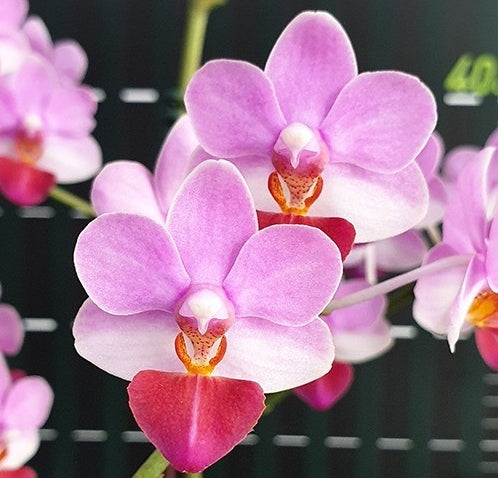 Phalaenopsis Liu's Triprince 'MK'