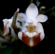Phalaenopsis lobbii