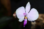 Load image into Gallery viewer, Phalaenopsis lowii