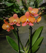 Carica l'immagine nel visualizzatore Galleria, Phalaenopsis Macau