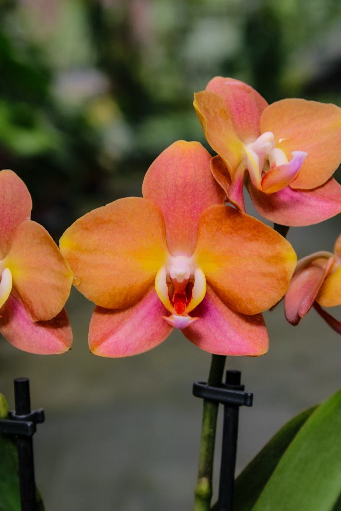 Phalaenopsis Macau