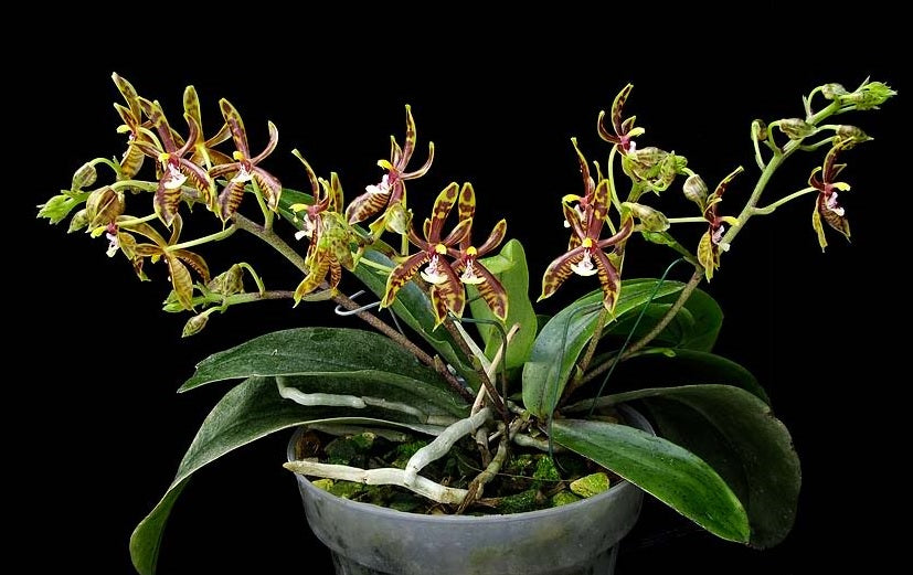 Phalaenopsis mannii