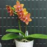 Load image into Gallery viewer, Phalaenopsis Meidarland Chambe (Phal. Tying Shin Champion × Phal. Bellina)