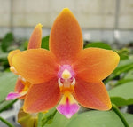 Load image into Gallery viewer, Phalaenopsis Meidarland Chambe (Phal. Tying Shin Champion × Phal. Bellina)
