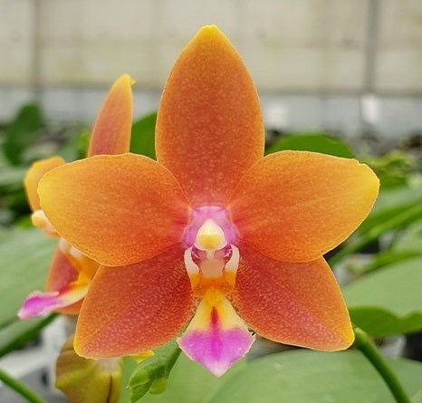 Phalaenopsis Meidarland Chambe (Phal. Tying Shin Champion × Phal. Bellina)