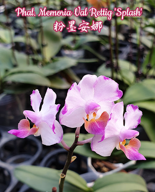 Phalaenopsis Memory Val Rettig 'Splash'