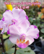 Load image into Gallery viewer, Phalaenopsis Memory Val Rettig 'Splash'