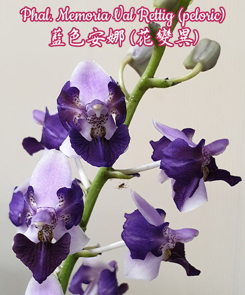 Phalaenopsis Memoria Val Rettig (peloric)