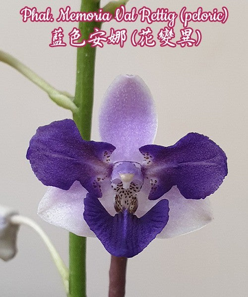 Phalaenopsis Memoria Val Rettig (peloric)