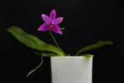 Phalaenopsis mentawaiensis