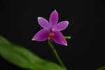 Load image into Gallery viewer, Phalaenopsis mentawaiensis