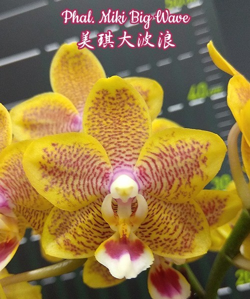 Phalaenopsis Miki Big Wave