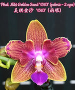 Carica l'immagine nel visualizzatore Galleria, Phalaenopsis Miki Golden Sand '1363' (peloric - 2 eyes)