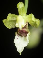 Phalaenopsis mirabilis