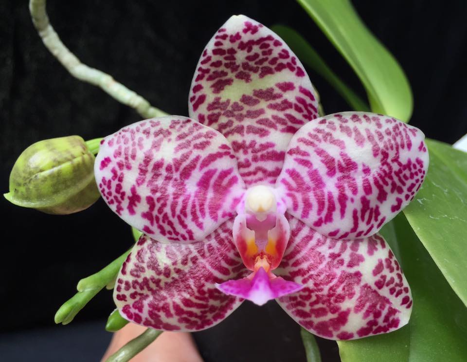Phalaenopsis Natasha Auspice