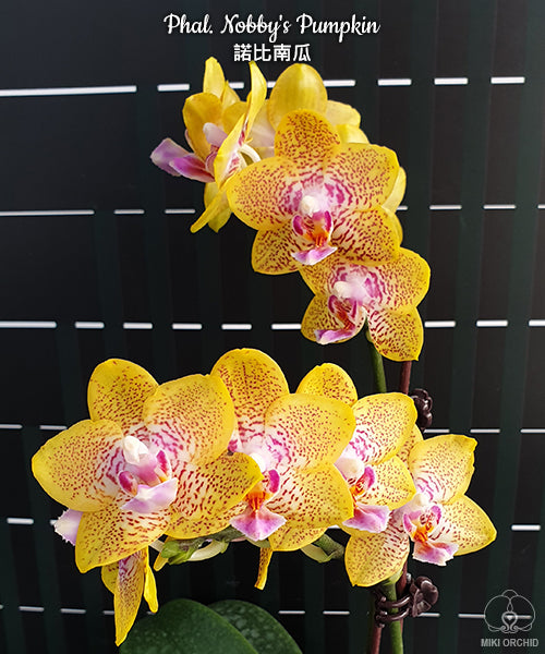 Phalaenopsis Nobby's Pumpkin