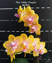 Phalaenopsis Nobby's Pumpkin