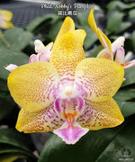 Carica l'immagine nel visualizzatore Galleria, Phalaenopsis Nobby's Pumpkin