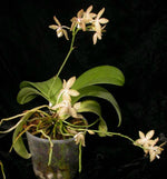 Carica l'immagine nel visualizzatore Galleria, Phalaenopsis pallens