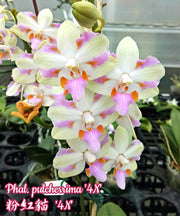 Phalaenopsis pulcherrima '4N'