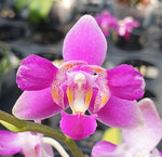 Carica l'immagine nel visualizzatore Galleria, Phalaenopsis Purple Gem 'ES' (peloric - 3 lips)