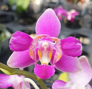 Phalaenopsis Purple Gem 'ES' (peloric - 3 lips)