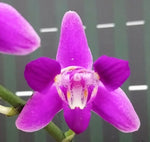 Carica l'immagine nel visualizzatore Galleria, Phalaenopsis Purple Gem 'ES' (peloric - 3 lips)