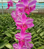 Carica l'immagine nel visualizzatore Galleria, Phalaenopsis Purple Gem 'Miki Leopard'