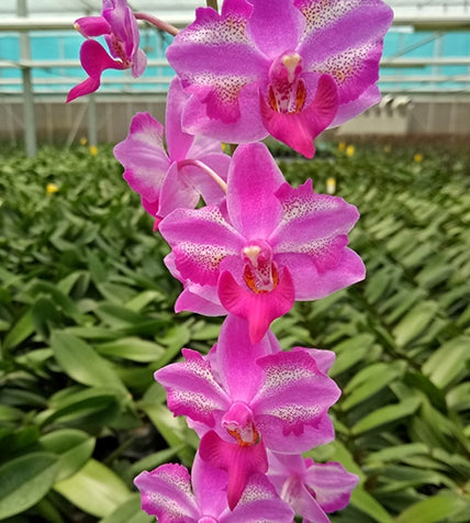 Phalaenopsis Purple Gem 'Miki Leopard'