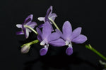 Carica l'immagine nel visualizzatore Galleria, Phalaenopsis Purple Martin v.blue
