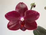 Carica l'immagine nel visualizzatore Galleria, Phalaenopsis Salu's Fragrancy (Phal. Hannover Passion x Phal. Golden Sun)