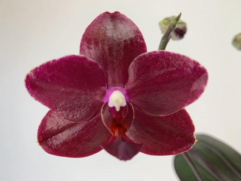 Phalaenopsis Salu's Fragrancy (Phal. Hannover Passion x Phal. Golden Sun)