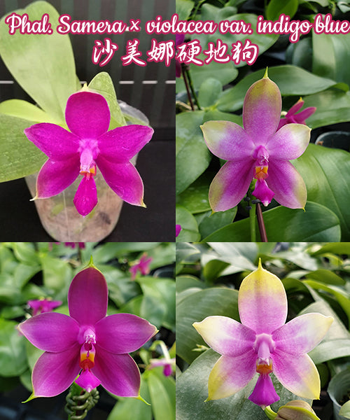 Phalaenopsis Samera x violacea var. indigo blue