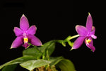 Load image into Gallery viewer, Phalaenopsis Samera x violacea var. indigo blue