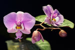 Load image into Gallery viewer, Phalaenopsis schilleriana 'Pink Butterfly'