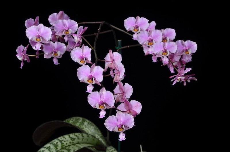 Phalaenopsis schilleriana 'Wilson' silver leaf