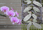 Load image into Gallery viewer, Phalaenopsis schilleriana 'Wilson' - silver leaves