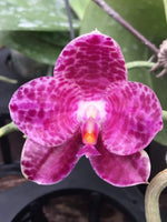 Carica l'immagine nel visualizzatore Galleria, Phalaenopsis Shingher Pure Love x gigantea