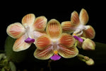 Carica l'immagine nel visualizzatore Galleria, Phalaenopsis Silbergrube (celebensis x equestris) x Phal. javanica