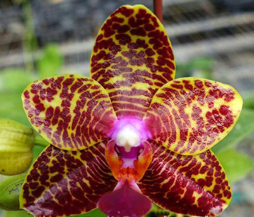 Phalaenopsis Sogo Pony