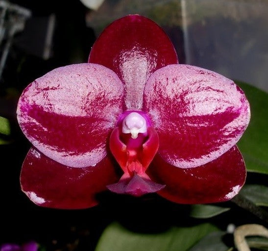 PHALAENOPSIS CHRISTMAS OFFER