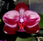 Load image into Gallery viewer, Phalaenopsis Sogo Relex