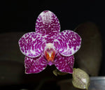 Load image into Gallery viewer, Phalaenopsis Sogo Spot (Super Stupid Carmela F2 x gigantea 'Big Boy')