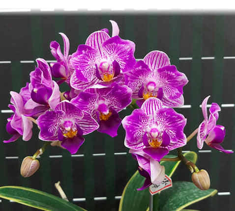 Phalaenopsis Sogo Vivien 'SOGO F858' (variegata & peloric)
