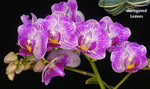 Carica l'immagine nel visualizzatore Galleria, Phalaenopsis Sogo Vivien 'SOGO F858' (variegata &amp; peloric)