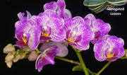 Phalaenopsis Sogo Vivien 'SOGO F858' (variegated & peloric)