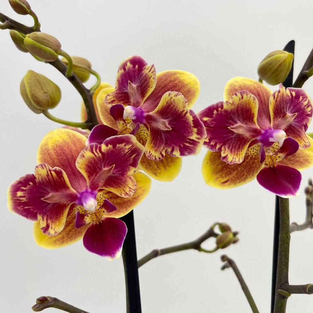 Phalaenopsis Sogo Gotris 'Peloric'